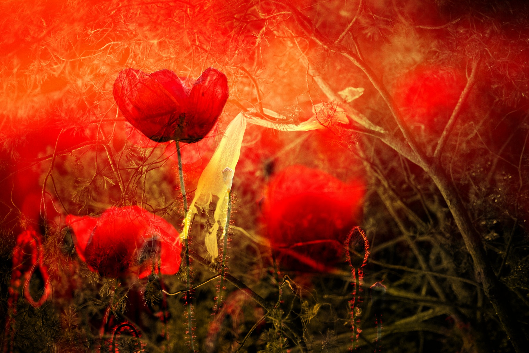 Filmswap dobbelteksponering — eksempel 9